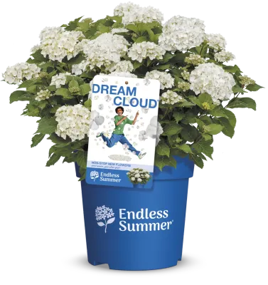 Hortensja ogrodowa Endless Summer® 'DreamCloud'® Hydrangea macrophylla