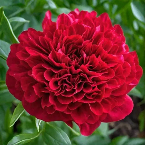 Piwonia chińska 'Elize Loundy' Paeonia lactiflora