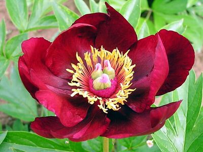 Piwonia drzewiasta 'ITOH Scarlet Heaven' Paeonia hybrida