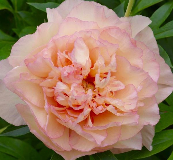 Piwonia drzewiasta 'ITOH Scrumdidleumptious' Paeonia hybrida