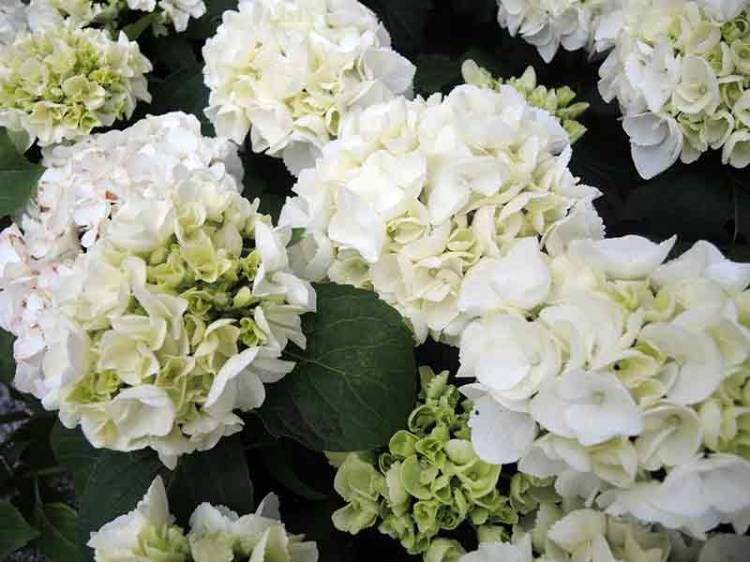 Hortensja ogrodowa 'Crystal Palace'