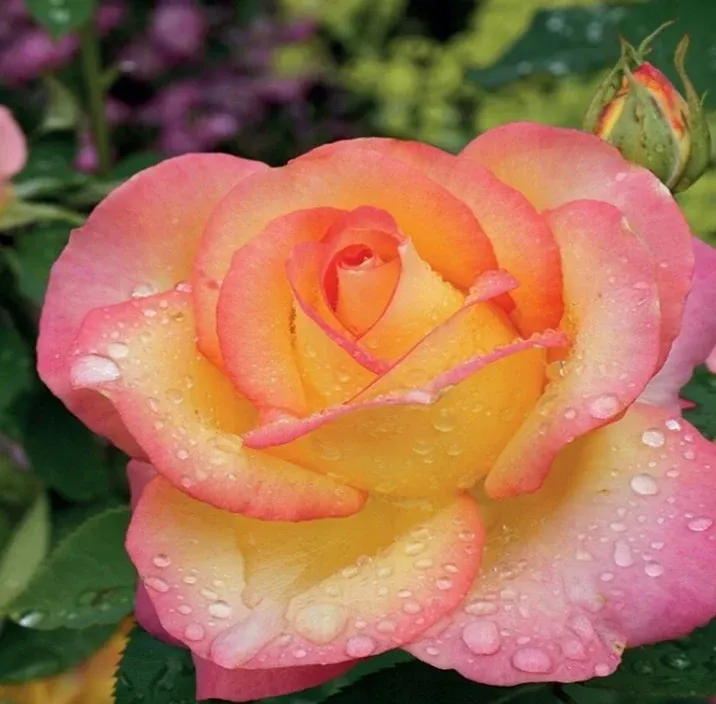 Róża wielkokwiatowa 'Peace' Rosa
