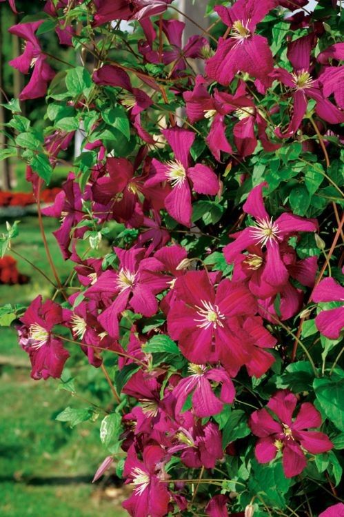 Powojnik 'Madame Julia Correvon' Clematis