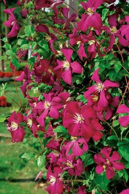 Powojnik 'Madame Julia Correvon' Clematis