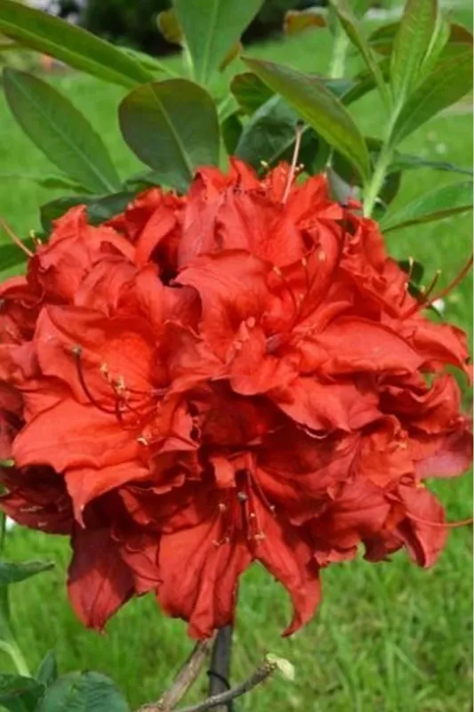 Azalia wielkokwiatowa 'Doloroso' Rhododendron