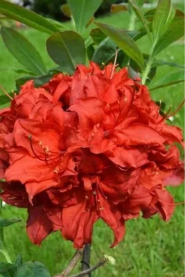 Azalia wielkokwiatowa 'Doloroso' Rhododendron