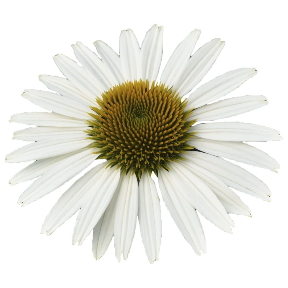 Jeżówka 'Sombrero® Compact White' Echinacea