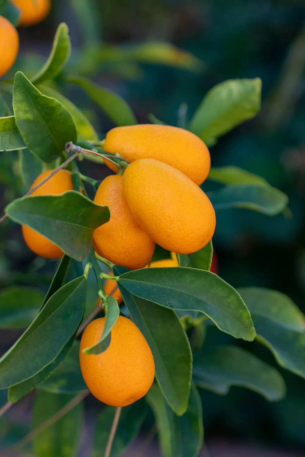 Kumkwat Cytrusy Citrus kumquat