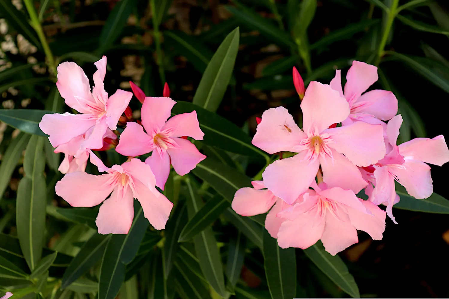 Oleander jasno różowy Nerium oleander