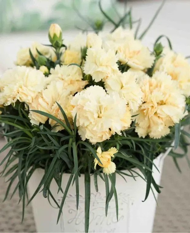Goździk 'SuperTrouper® Tilda' Dianthus hybrida