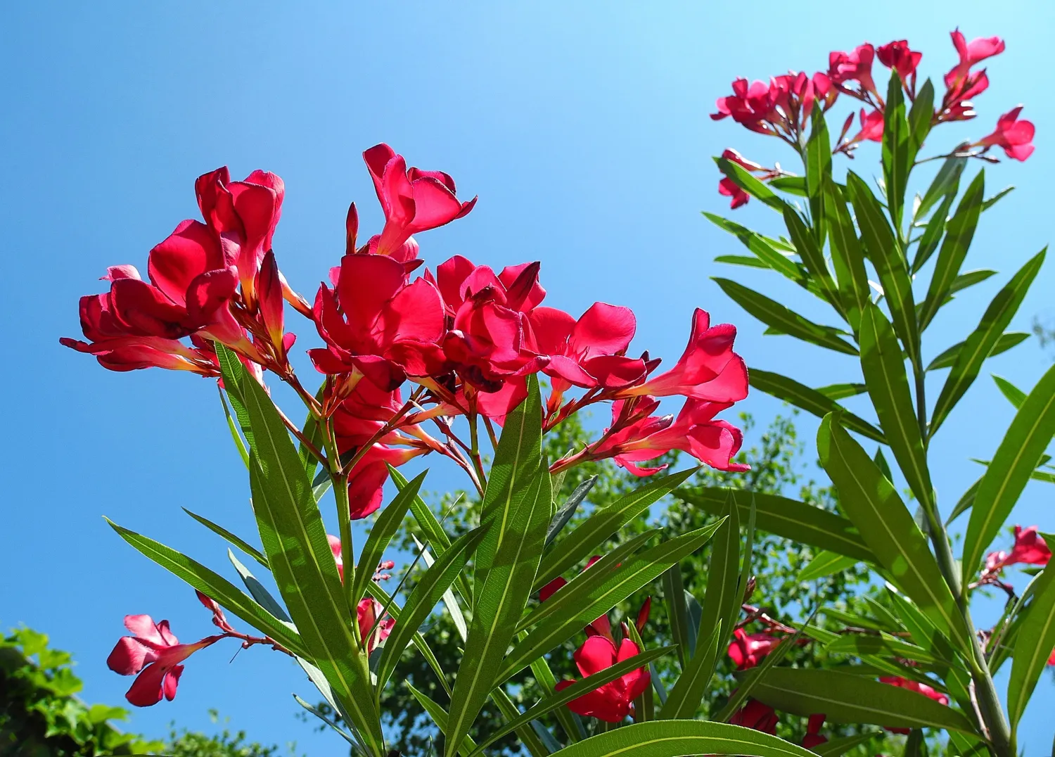 Oleander ciemno różowy Nerium oleander