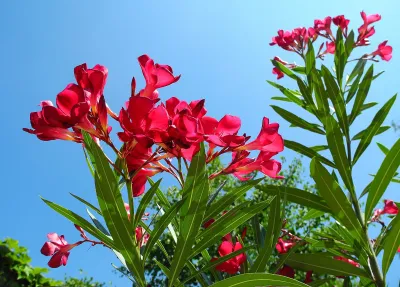 Oleander ciemno różowy Nerium oleander