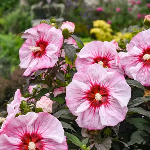 Hibiscus bagienny 'Summerfic® Cherry Choco Latte' Hibiscus moscheutos
