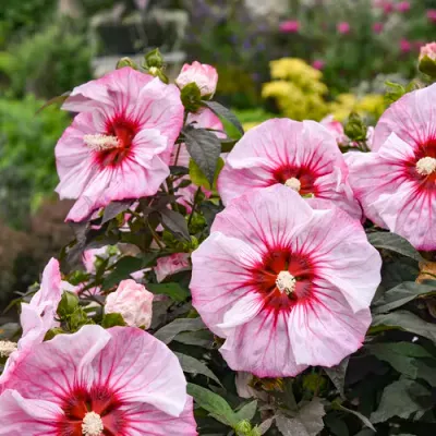 Hibiscus bagienny 'Summerfic® Cherry Choco Latte' Hibiscus moscheutos