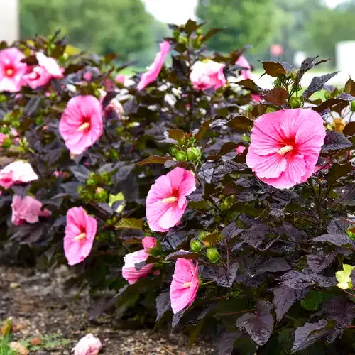 Hibiscus bagienny 'Summerfic® Edge of Night' Hibiscus moscheutos