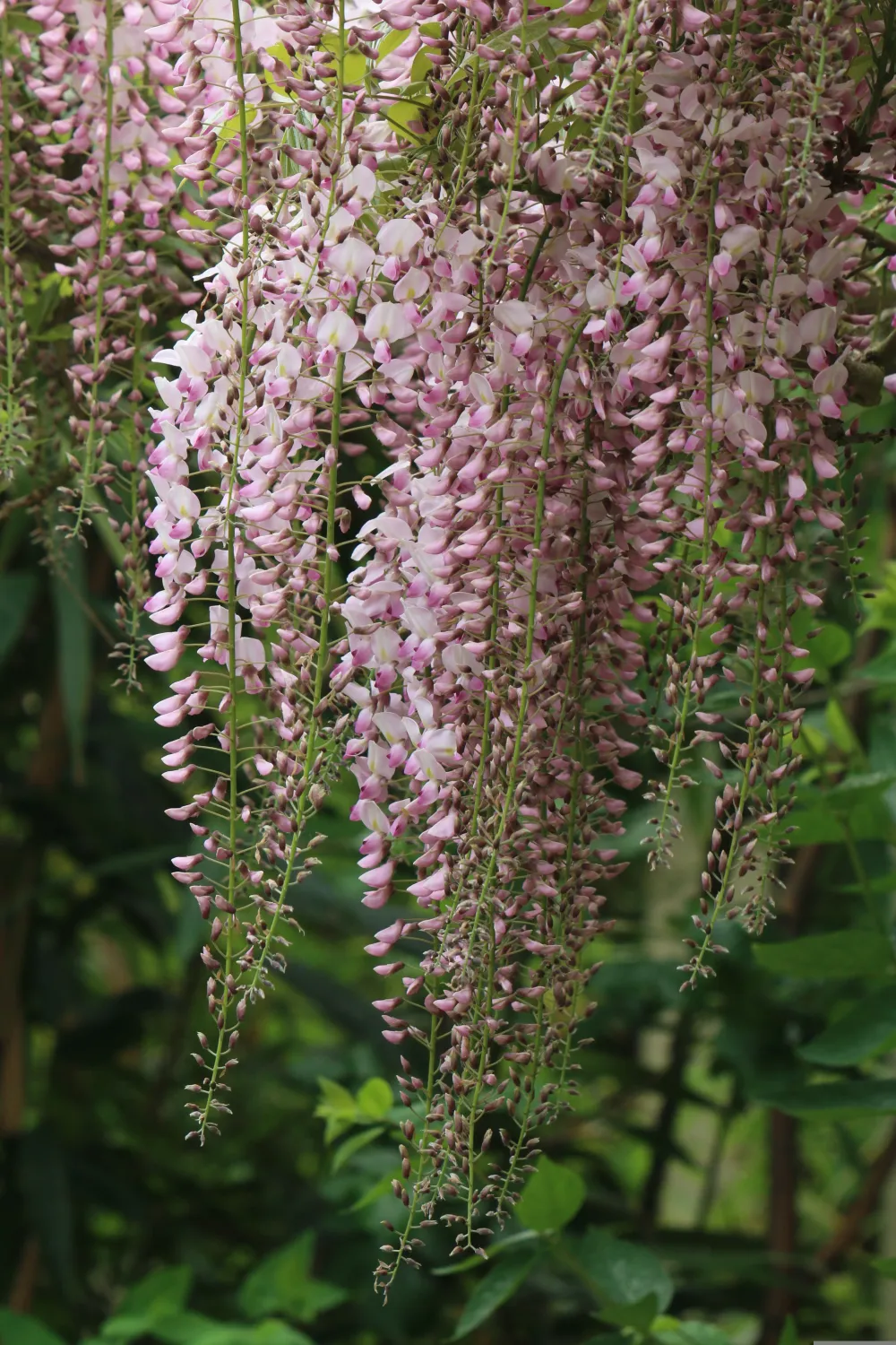 Glicynia kwiecista Wisteria japońska 'Rosea' Wisteria floribunda