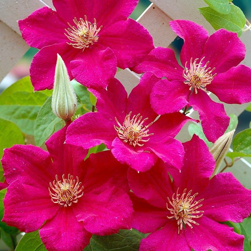 Powojnik 'Ernest Markham' Clematis