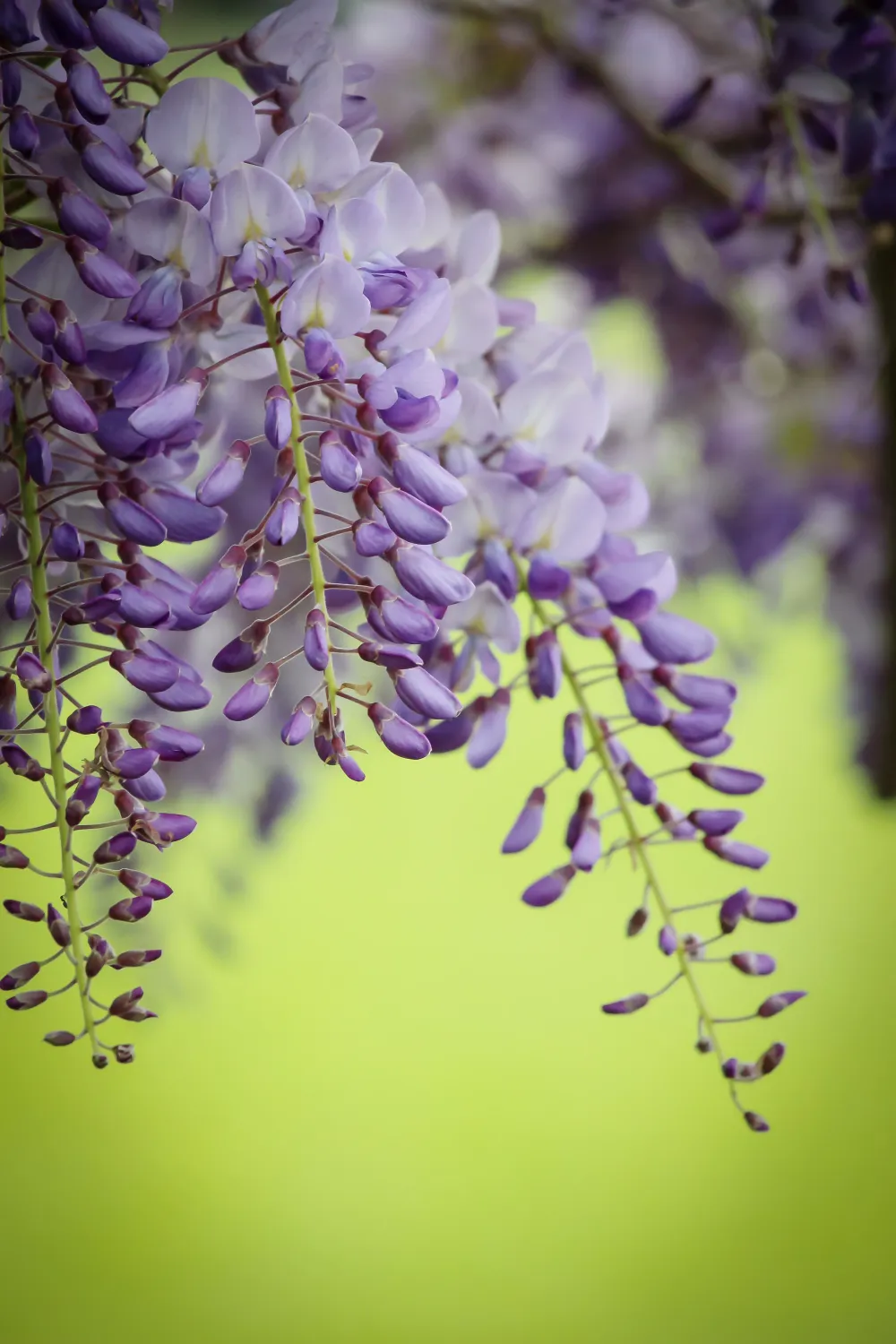 Glicynia kwiecista Wisteria japońska 'Naga Noda' Wisteria floribunda
