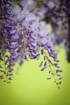Glicynia kwiecista Wisteria japońska 'Naga Noda' Wisteria floribunda