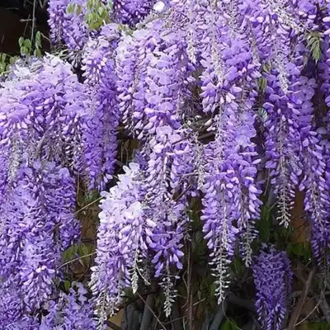 Glicynia Wisteria chińska 'Prolific' Wisteria sinensis