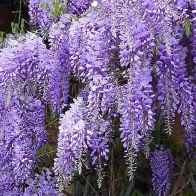 Glicynia Wisteria chińska 'Prolific' Wisteria sinensis