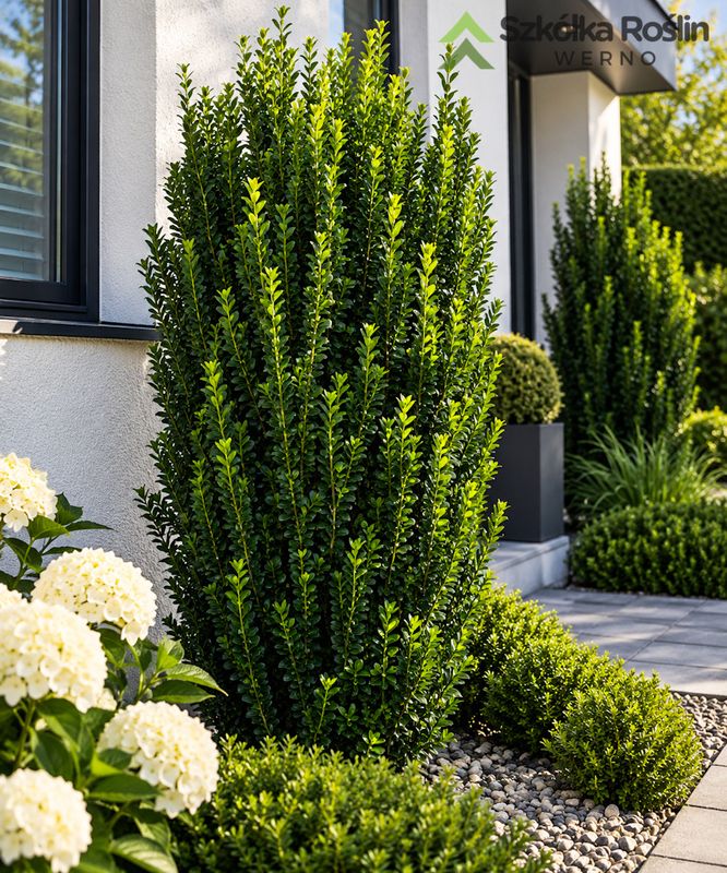Trzmielina japońska 'Green Spire' Euonymus japonicus