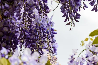 Glicynia kwiecista Wisteria japońska 'Black Dragon' Wisteria floribunda