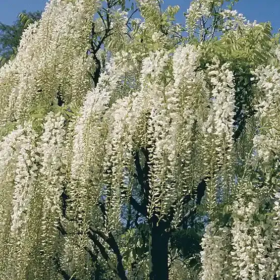 Glicynia kwiecista Wisteria japońska 'Longissima Alba' Wisteria floribunda