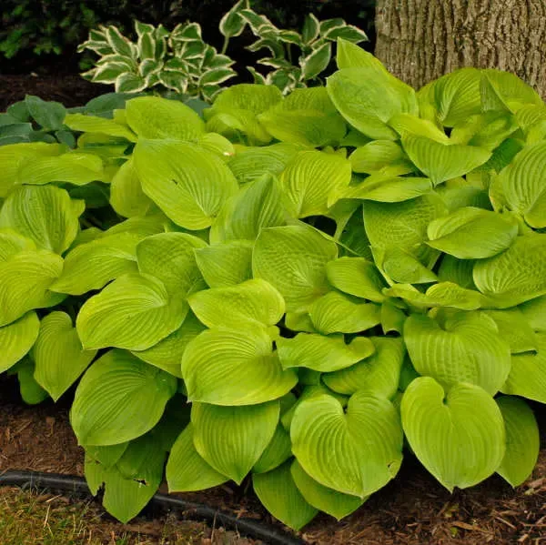 Funkia 'August Moon' Hosta