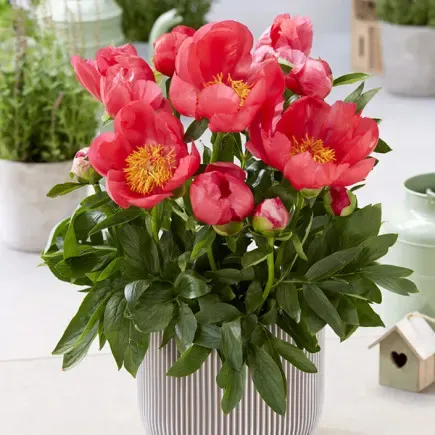 Piwonia chińska 'Patio Oslo' Paeonia lactiflora