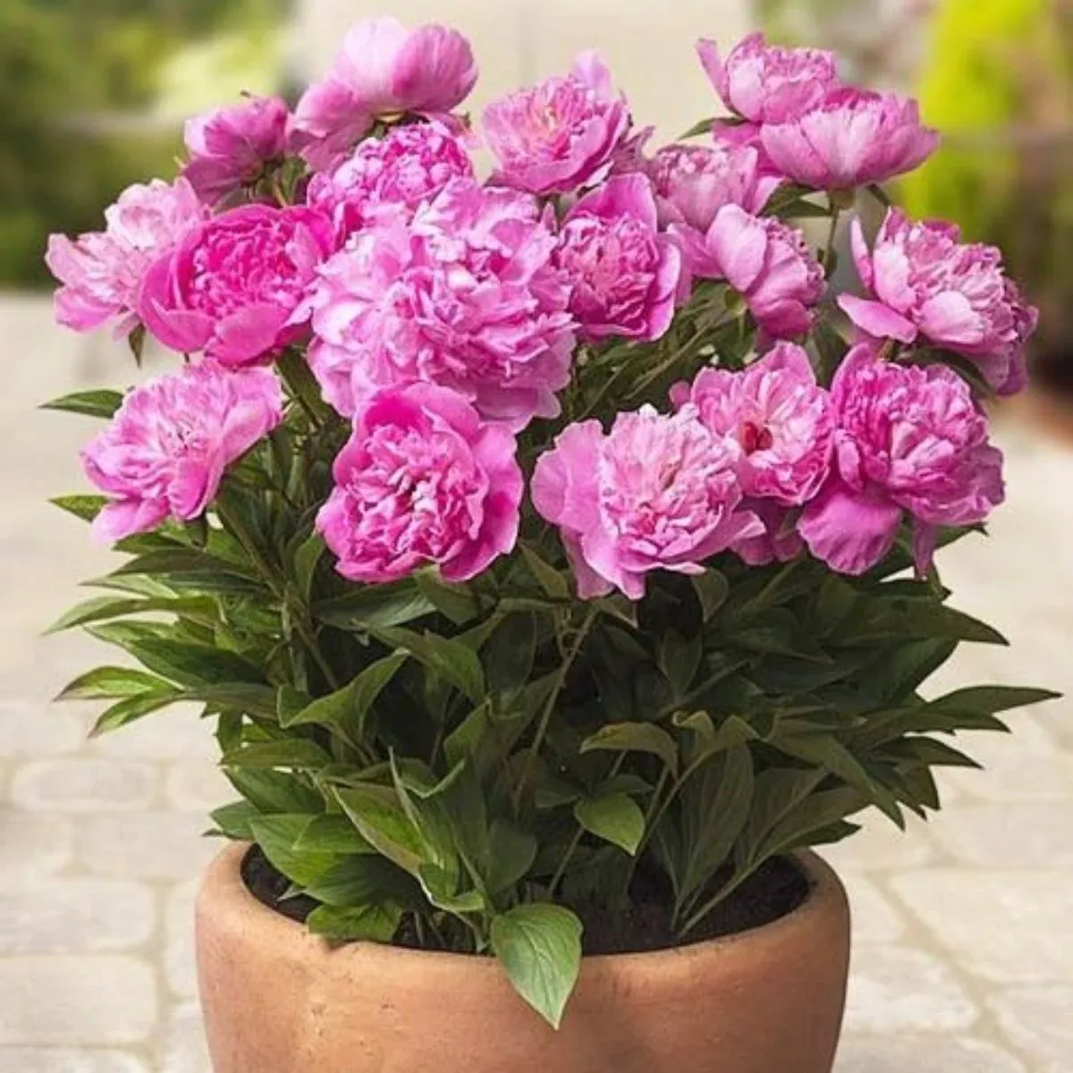 Piwonia chińska 'Patio Roma' Paeonia lactiflora