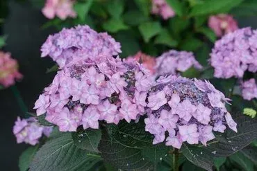 Hortensja piłkowana 'Flair &amp; Flavours® Frozen Smoothie Blue' Hydrangea serrata