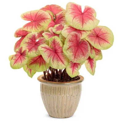 Caladium 'Lemon Blush'