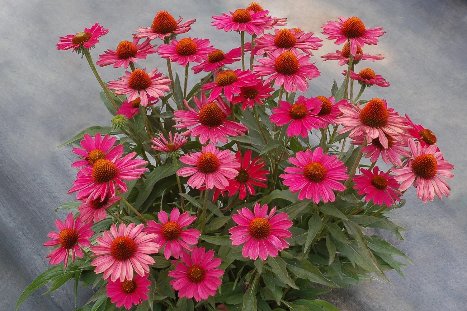 Jeżówka 'Kismet® Raspberry' Echinacea hybrida