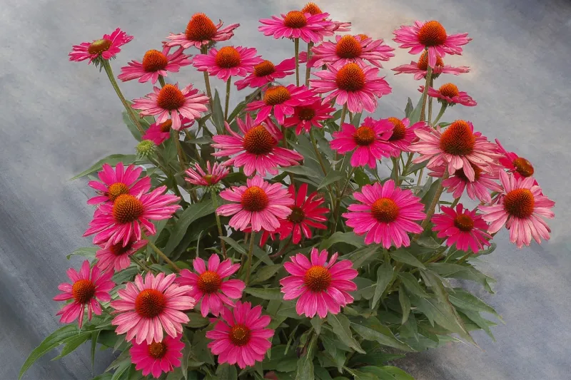 Jeżówka 'Kismet® Raspberry' Echinacea hybrida
