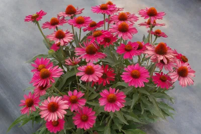 Jeżówka 'Kismet® Raspberry' Echinacea hybrida