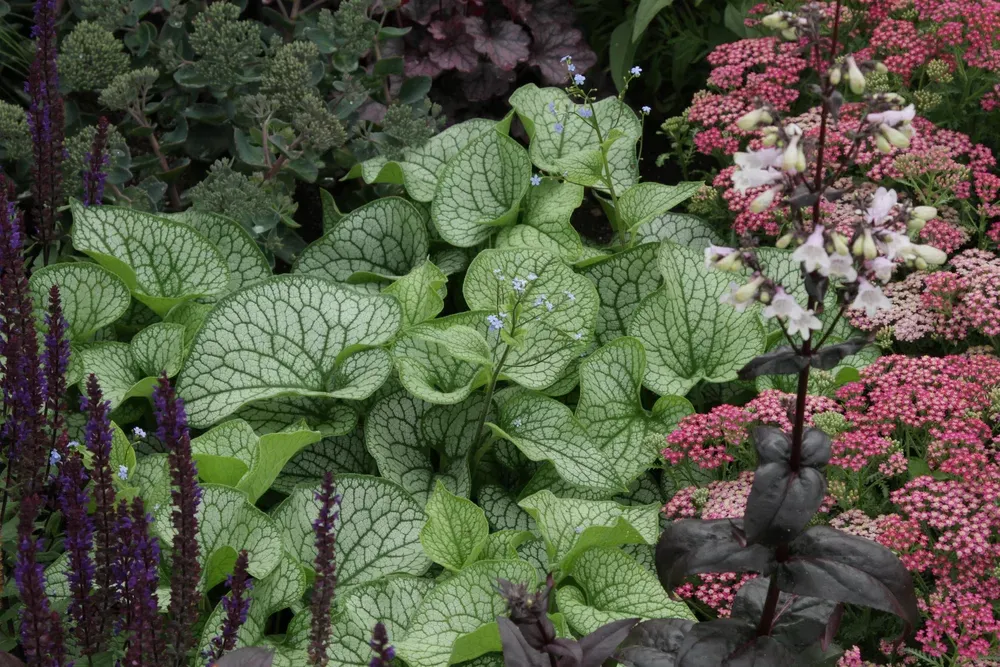 Brunnera 'Mega Heart' Brunnera macrophylla