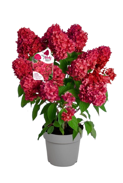 Hortensja bukietowa na pniu 'Bloody Marie®' Hydrangea paniculata