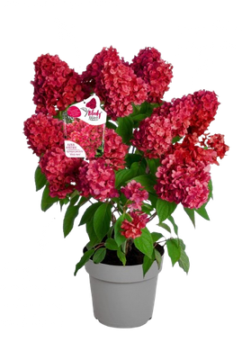 Hortensja bukietowa na pniu 'Bloody Marie®' Hydrangea paniculata