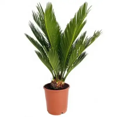 Cykas Sagowiec Cycas revoluta