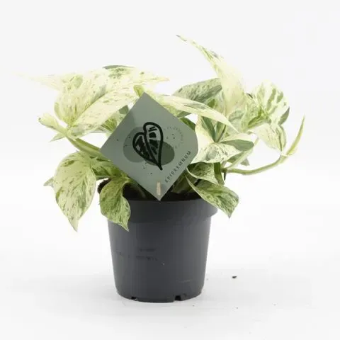 Epipremum 'Snow Leopard' Epipremnum