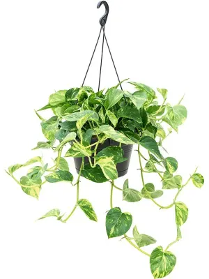 Epipremum złociste Epipremnum aureum
