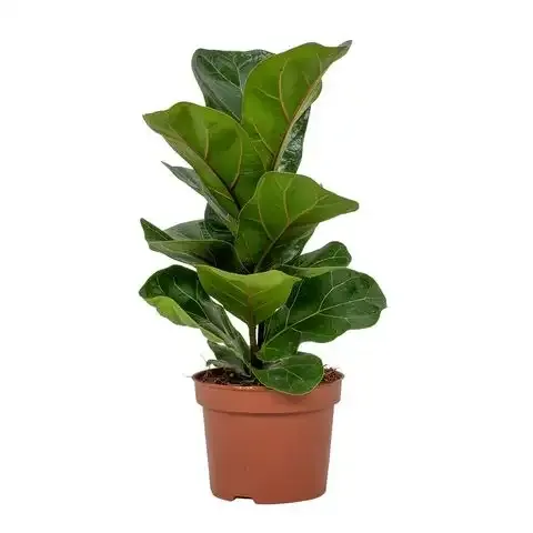 Ficus dębolistny 'Lyrata Bambino' Ficus