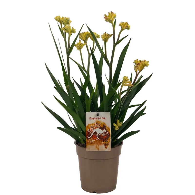 Kangurza łapa 'Beauty Yellow'® Anigozanthos