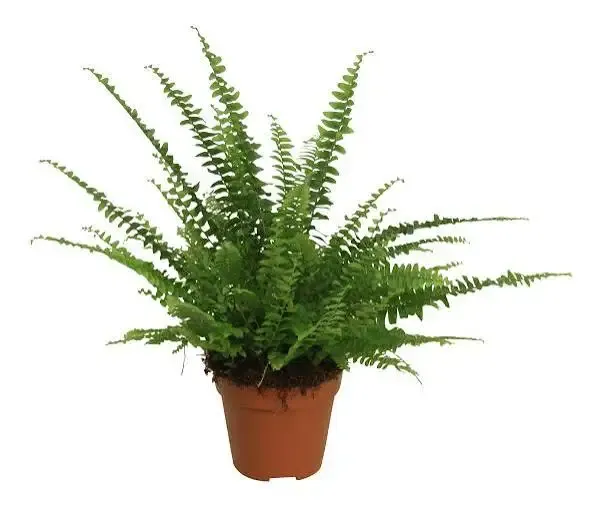 Paprotka Nefrolepsis 'Green Lady' Nephrolepis exaltata