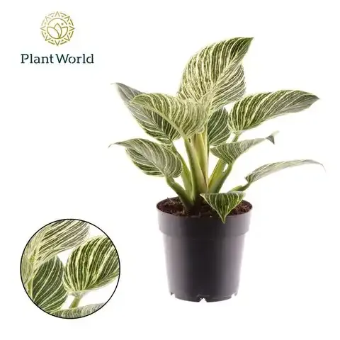 Filodendron 'Birkin / New Wave Feel Green' Philodendron