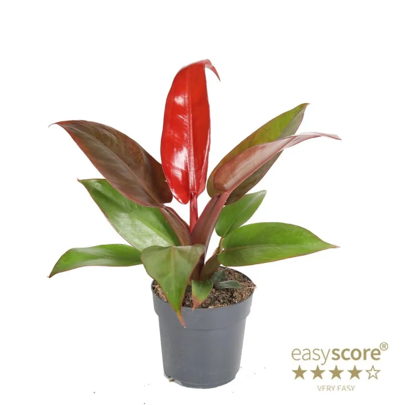 Filodendron 'Red Sun' Philodendron