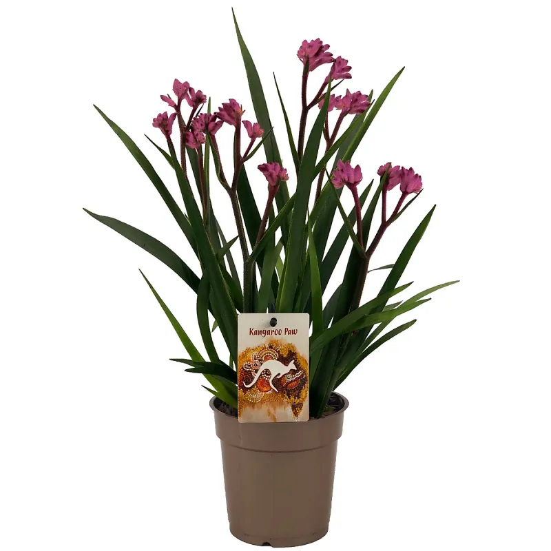 Kangurza łapa 'Beauty Pink'® Anigozanthos