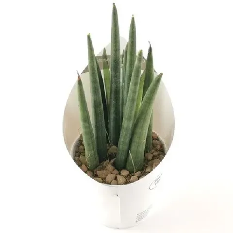 Sansewieria 'Fan' Sansevieria cylindrica
