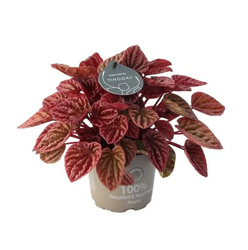 Peperomia kędzierzawa 'Quito®' Peperomia caperata